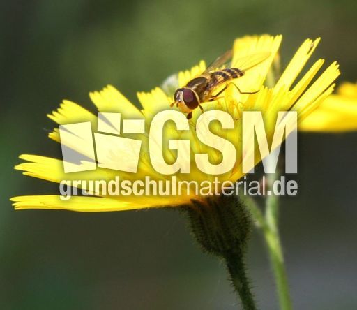 Wiesen-Pippau-096.jpg